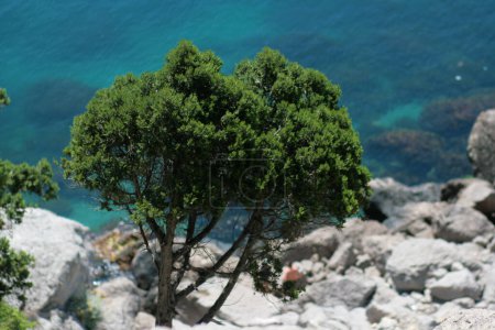 Photo for Seaside mountain scenery. A tree growing on the rocks by the water. Mountain Cat, Crimea, Ukraine. - Royalty Free Image
