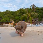 A pig walks and swims in the sea on an exotic beach.