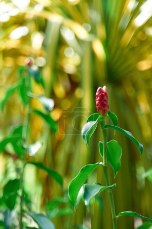 Téléchargez les photos : Red ginger flower on a bush in the garden. - en image libre de droit