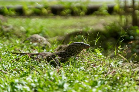 Monitor lizard in the green grass on the lawn in a city park.