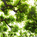 A view from below upwards of tree branches with green foliage.