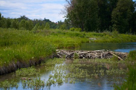 Photo for The beaver dam is built on a river in the forest. Calm, sunny summer weather - Royalty Free Image