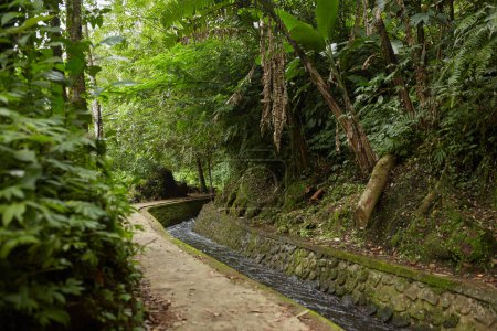 Un canal avec une rivière et un sentier escaladant une montagne dans la jungle sur l'île touristique populaire de Bali