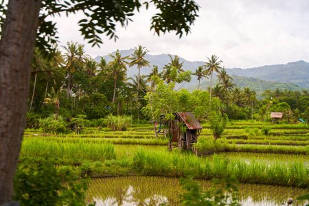 An old rickety straw hut of field workers stands in a rice paddy on the island of Bali.Panorama of the amazing landscape of Asian rice terraces