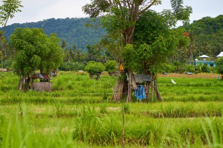 Una vieja choza de paja desvencijada de trabajadores de campo se encuentra en un arrozal de arroz en la isla de Bali.Panorama del increíble paisaje de terrazas de arroz asiáticas