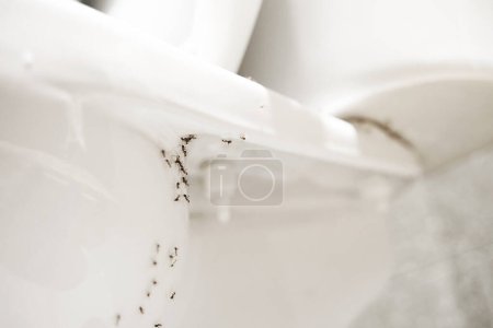 A colony of ants hides their eggs under the toilet in the bathroom. The problem with insects in the house