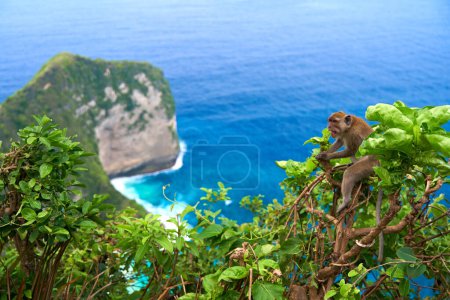 Un mono se sienta en un árbol con vistas al océano y un acantilado en la isla de Nusa Penida
