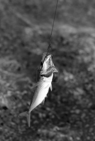 Photo for Freshly caught small fish on a fishing hook. Seafront fishing at sunny morning. Black and white toned image. - Royalty Free Image