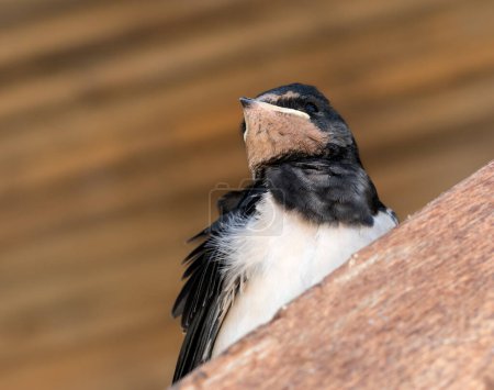 Photo for Baby bird of swallow sits on sunlit wooden beam under roof. Close up view. - Royalty Free Image