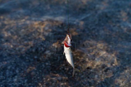 Photo for Freshly caught small fish on a fishing hook. Seafront fishing at sunny morning. - Royalty Free Image