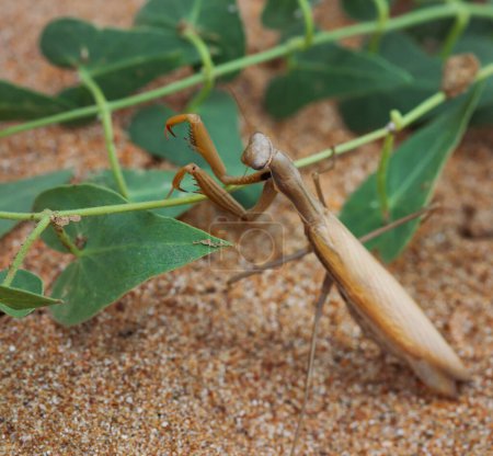 Photo for Brown European mantis or Mantis religiosa with green plant on sand. Selective focus. Close-up view. - Royalty Free Image