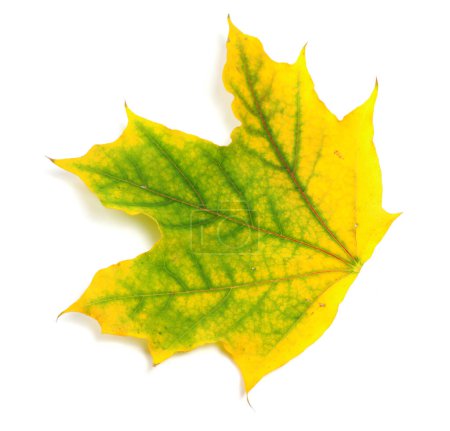 Photo for Yellowed autumn maple leaf isolated on white background. Close-up view. - Royalty Free Image