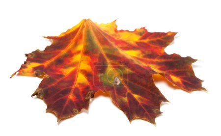 Photo for Autumn yellowed maple-leaf isolated on white background. Selective focus. Close-up view - Royalty Free Image