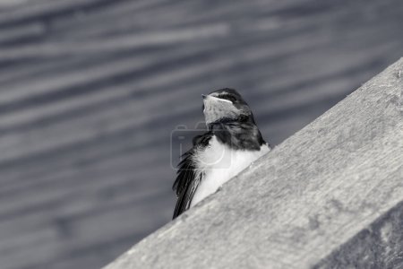 Photo for Baby bird of swallow sits on sunlit wooden beam under roof. Black and white toned image. - Royalty Free Image
