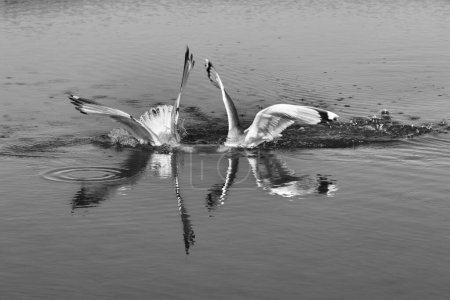 Photo for Two seagulls fighting for fish with head underwater at sunny summer day. Black and white toned image. - Royalty Free Image