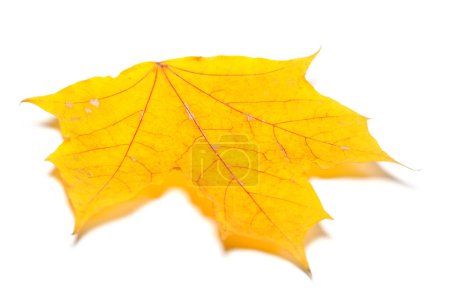Photo for Yellow autumn maple leaf. Isolated on white background. Close-up view. - Royalty Free Image