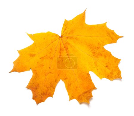 Photo for Autumn yellow maple leaf isolated on white background. Close-up view. - Royalty Free Image