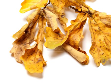 Photo for Dried autumn oak twig with yellow leaves isolated on white background with shadow - Royalty Free Image