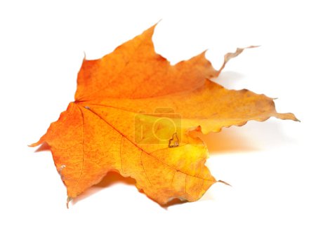 Photo for Autumn yellow maple leaf isolated on white background. Selective focus. - Royalty Free Image