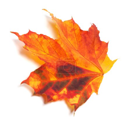 Photo for Autumn multicolor maple-leaf. Isolated on white background - Royalty Free Image