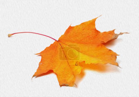 Photo for Autumn maple leaf on white background. Oil paint effect filter. - Royalty Free Image