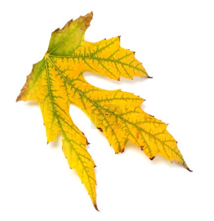 Photo for Autumn leaf isolated on white background - Royalty Free Image