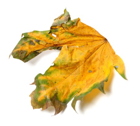 Photo for Autumn dry maple-leaf isolated on white background - Royalty Free Image