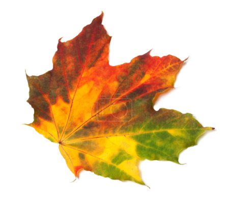 Photo for Multicolor autumn maple-leaf. Isolated on white background - Royalty Free Image