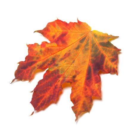 Photo for Red autumn maple-leaf isolated on white background. Selective focus. - Royalty Free Image