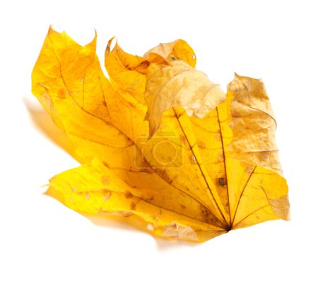 Photo for Autumn dried maple leaf isolated on white background - Royalty Free Image