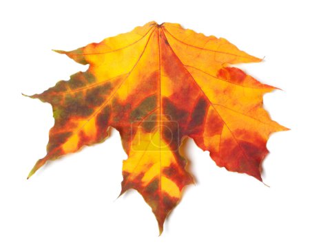Photo for Orange autumn maple-leaf. Isolated on white background - Royalty Free Image