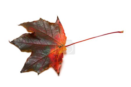 Photo for Dark red multicolor autumn maple-leaf isolated on white background - Royalty Free Image