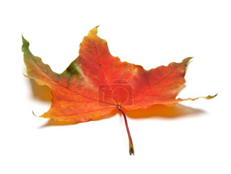Photo for Red autumn maple leaf. Isolated on white background. Selective focus. - Royalty Free Image
