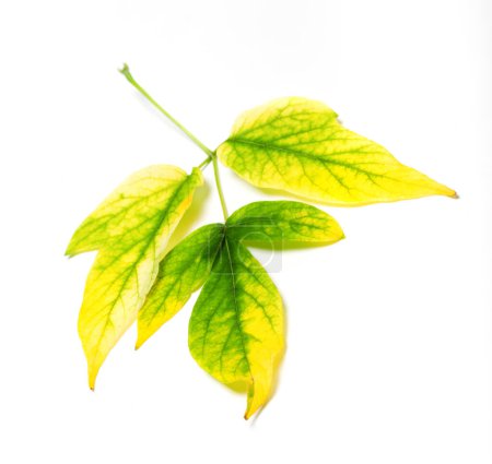 Photo for Multicolor autumn maple-leaf, Acer negundo or Manitoba maple. Isolated on white background. - Royalty Free Image