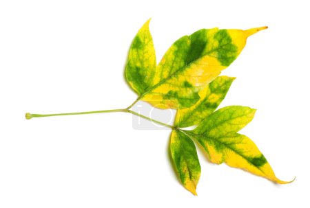 Photo for Autumn multicolor maple-leaf, Acer negundo or box elder. Isolated on white background. - Royalty Free Image
