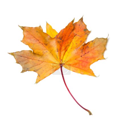 Photo for Yellow dry autumn maple-leaf isolated on white background - Royalty Free Image