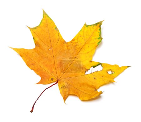 Photo for Autumn yellow maple leaf with holes. Isolated on white background. View from above. - Royalty Free Image