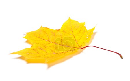 Photo for Yellow autumn maple-leaf. Isolated on white background. Selective focus. - Royalty Free Image
