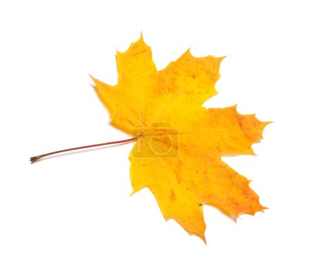 Photo for Yellow dried autumn maple-leaf. Isolated on white background. - Royalty Free Image