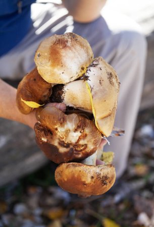 Photo for Porcini mushrooms in hand of mushroom picker in forest at fall season. Harvest of edible mushrooms found in autumn woodland at sunny day. Close-up view. - Royalty Free Image