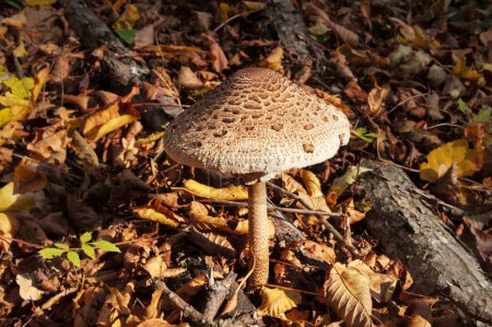 Photo for Sunlit parasol mushroom (Macrolepiota procera or Lepiota procera) growing in forest with dry leaves at sunny autumn evening - Royalty Free Image