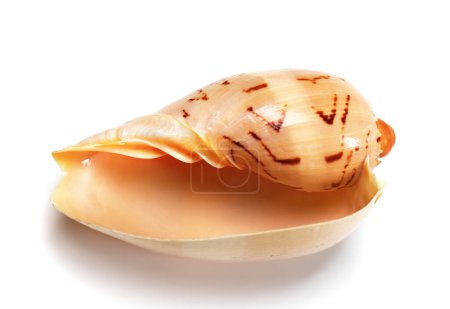 Photo for Seashell of Cymbiola isolated on white background. Close up view. - Royalty Free Image