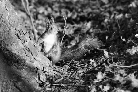 Foto de Ardilla en el bosque al sol el día de otoño. Imagen tonificada en blanco y negro. Alto contraste. - Imagen libre de derechos