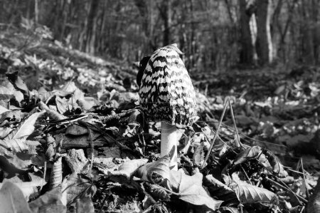 Photo for Young parasol mushroom (Macrolepiota procera or Lepiota procera) growing in forest with dry leaves at sunny autumn day. Black and white toned image. - Royalty Free Image