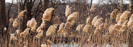 Photo for Dry canebrake (Phragmites australis) with seed head in forest near river at sunny day. Panoramic view. - Royalty Free Image
