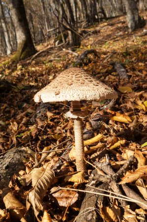 Photo for Sunlit parasol mushroom (Macrolepiota procera or Lepiota procera) growing in sunny autumn forest with dry leaves - Royalty Free Image