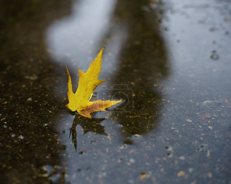 Téléchargez les photos : Novembre pluie. Petite flaque d'eau avec feuille d'érable et reflets - en image libre de droit