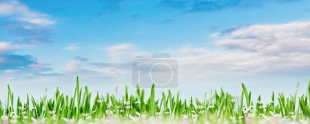 Téléchargez les photos : Belle après-midi de printemps sur la prairie. Contexte environnemental abstrait - en image libre de droit