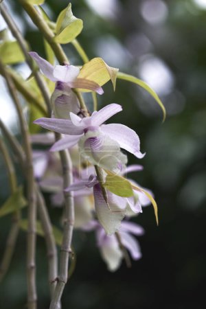 Foto de Flores de orquídea sobre fondos naturales borrosos - Imagen libre de derechos