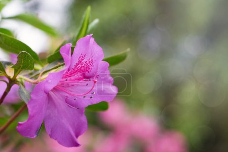 Téléchargez les photos : Fleurs d'azalée printanières. Art abstrait milieux naturels - en image libre de droit